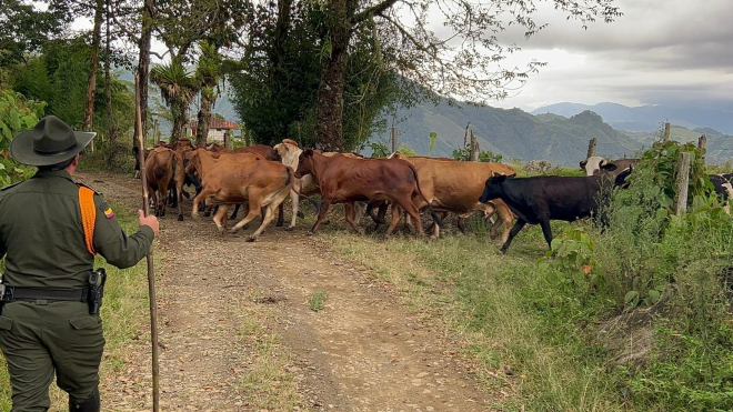 Policía de Antioquia y Caldas, realizan acciones conjuntas contra el abigeato