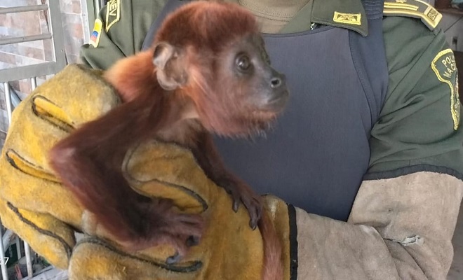 Policía Nacional de la mano con la fauna y flora de nuestra región