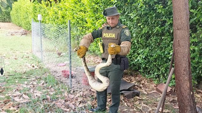 Policía Nacional en las últimas horas realizó la aprehensión de una culebra