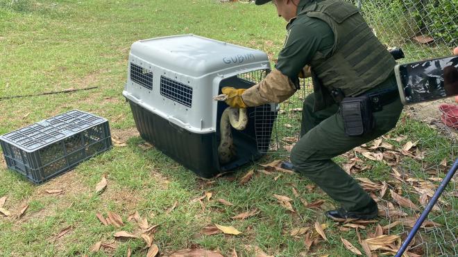 Policía Nacional en las últimas horas realizó la aprehensión de una culebra