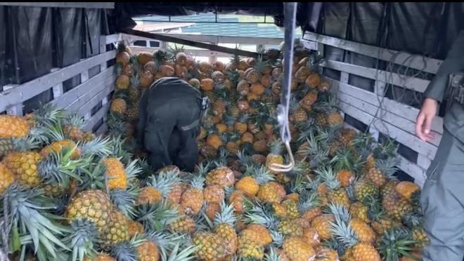 Policía Nacional halló 425 kilos de marihuana oculta en una carga de piñas.