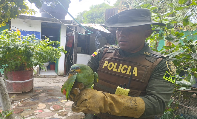 Policía Nacional, logra la incautación de un loro cara amarilla y otro cara azul
