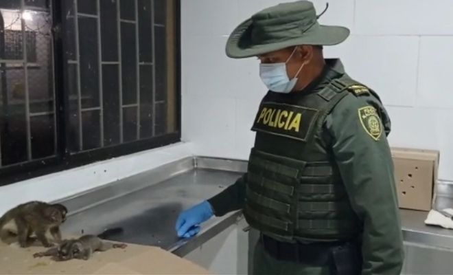  policia rescata fauna silvestre