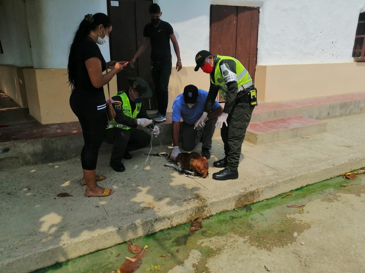 Trabajamos por la protección y cuidado de estos animales.