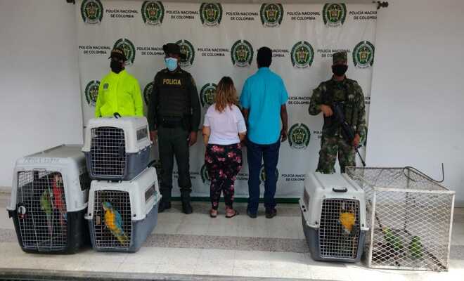 Policía y ejército en coordinación con la cam, logran la captura de 2 personas y la incautación de diferentes especies