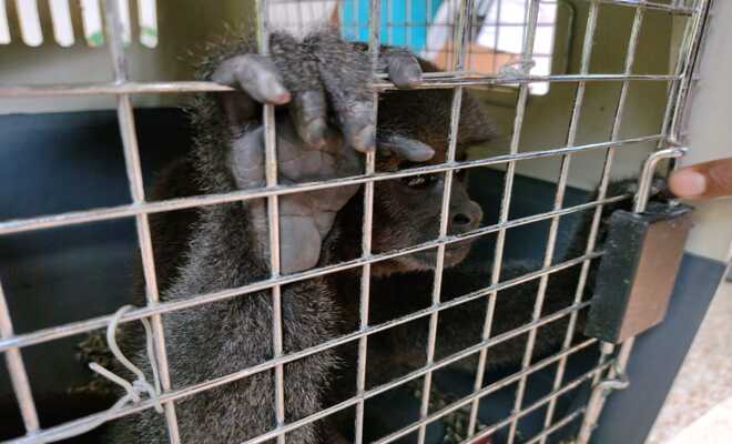 mono choruco lagothrix lagotricha