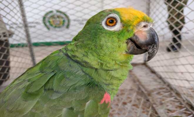 loro frente amarillo amazona