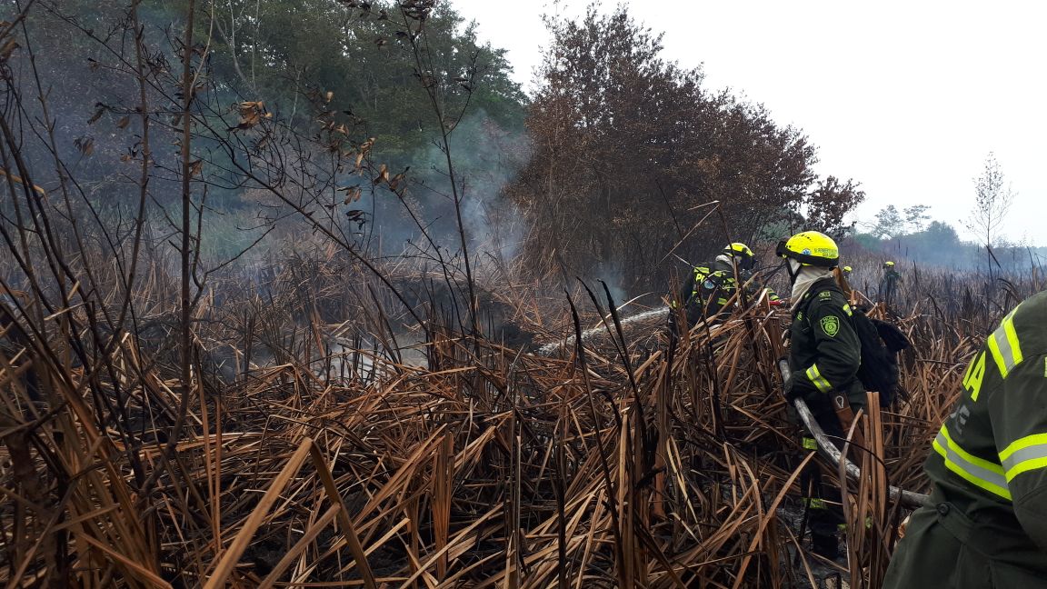 Una rápida reacción nos permitió rescatar un oso hormiguero