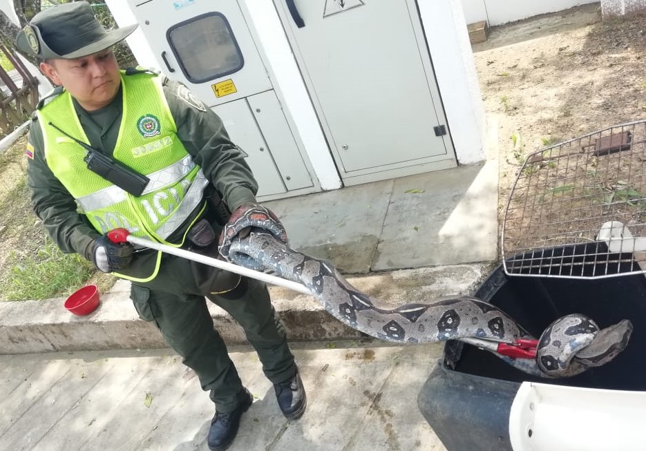 proteccion-fauna-silvestre-boa-en-florencia