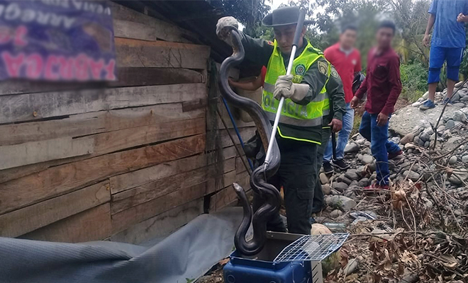 En-el-Meta-continuamos-liderando-actividades-de-protección-de-la-fauna silvestre