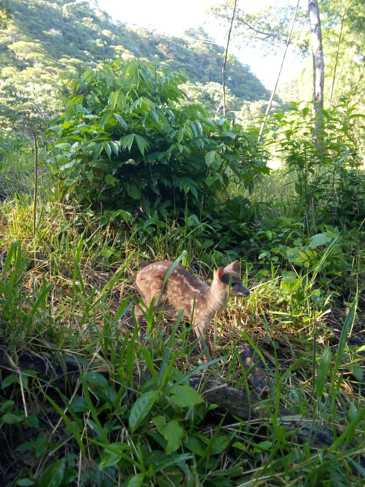 Trabajamos por la protección de los animales silvestres en Tolima 