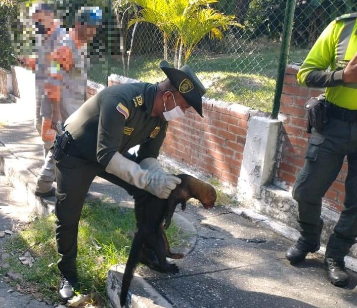 ‘Somos uno. Somos todos por la protección de los animales en Tolima’