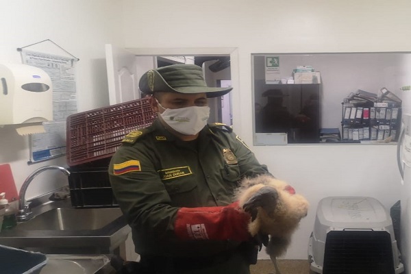 Más de 200 animales de calle han sido atendidos en el tiempo de cuarentena