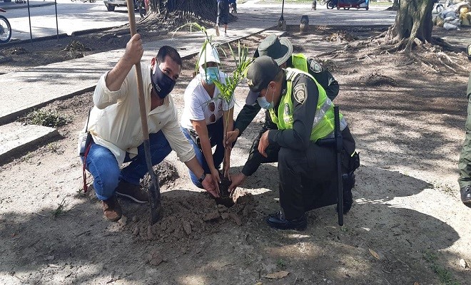 Realizamos sembratón de árboles maderables en el  parque Santander y aeropuerto