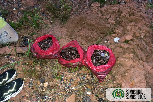 Recolectamos-40-kilos-de-caracol-gigante-en-un-barrio-de-Quibdó