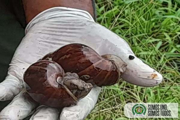 Recolectamos-40-kilos-de-caracol-gigante-en-un-barrio-de-Quibdó