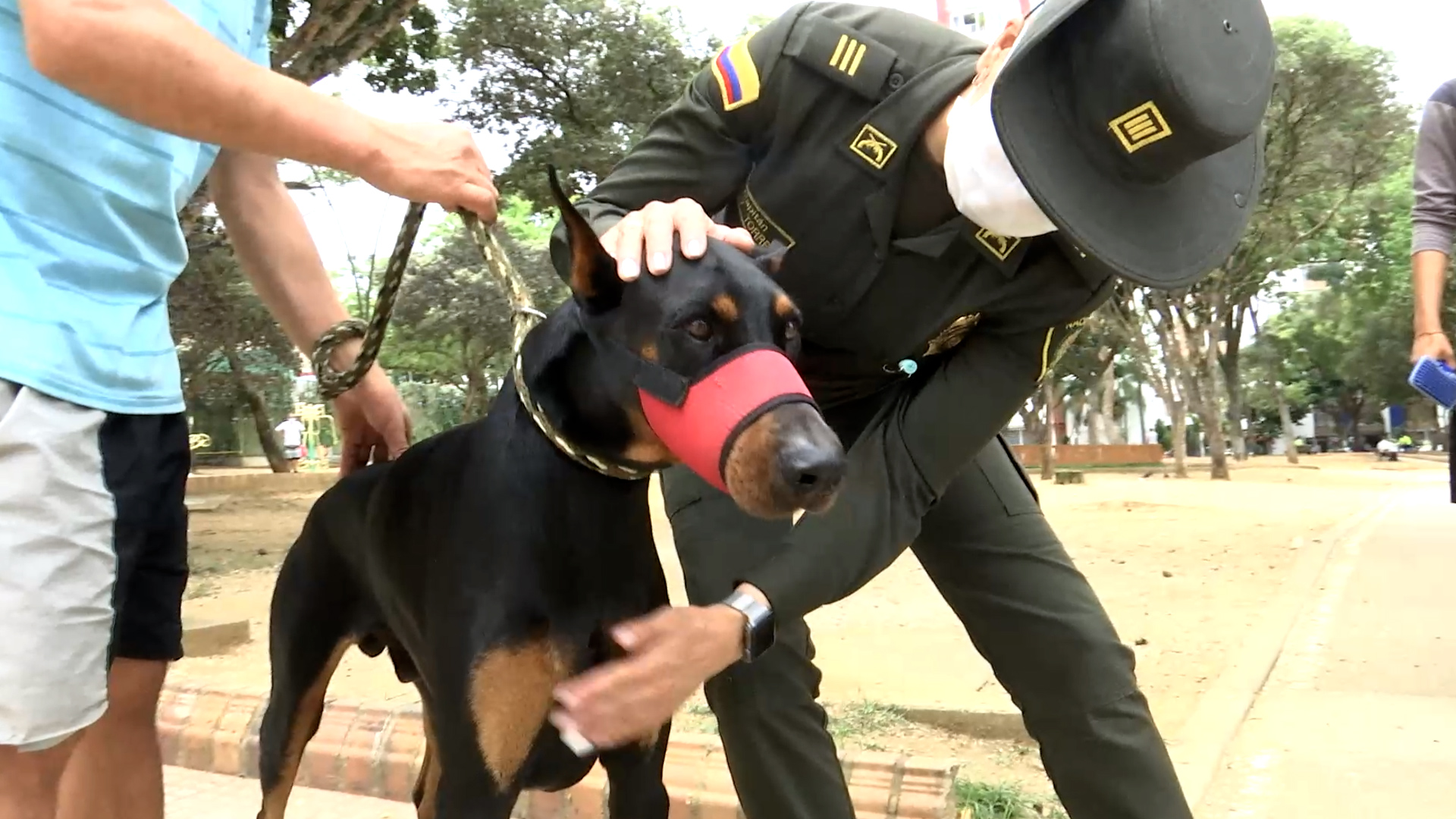 Recomendaciones  para nuestras mascotas en Halloween 5