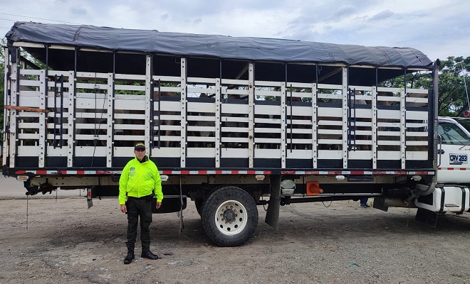 Mediante planes de control fue recuperados semovientes