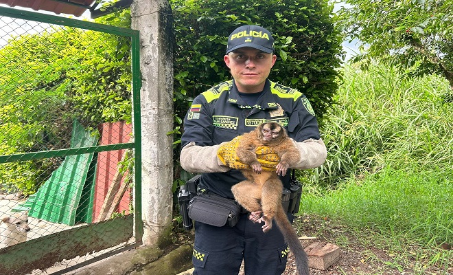 Entre los animales rescatados se encuentran un perezoso, un perro de monte y un mono nocturno.