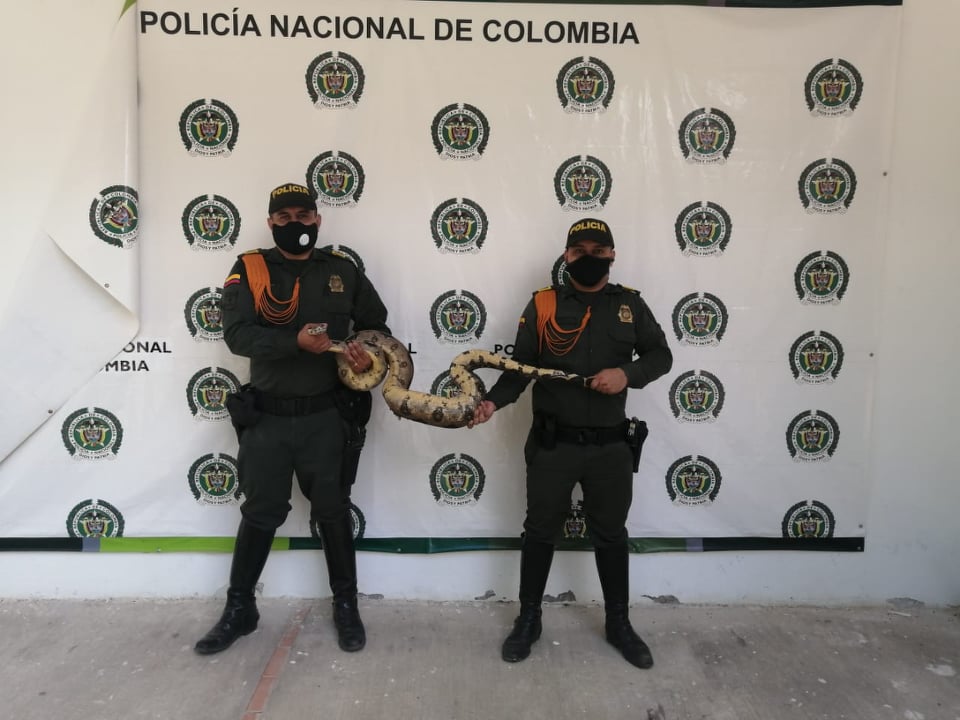    Nuestro Grupo de Carabineros en Tolima logran poner a salvo una boa constrictor