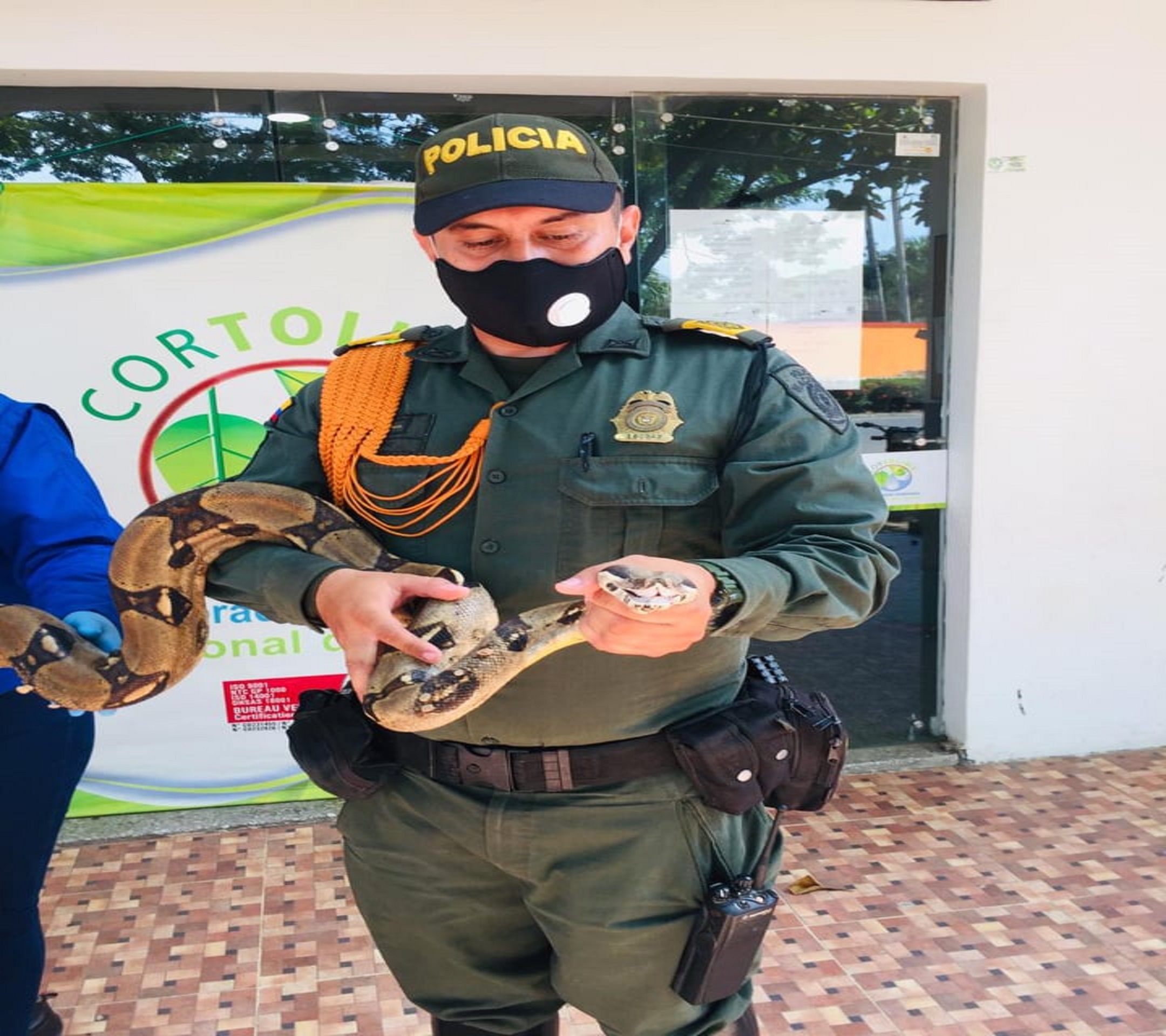    Nuestro Grupo de Carabineros en Tolima logran poner a salvo una boa constrictor