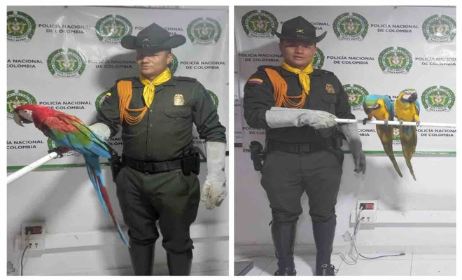 Animales devueltos a su habitad 