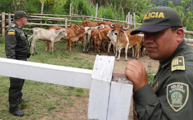 22 semovientes fueron recuperados