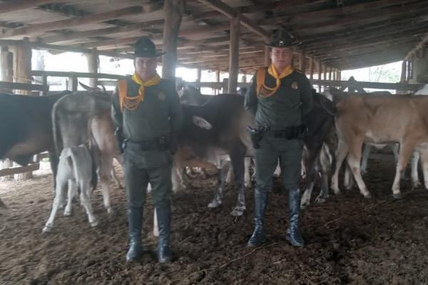 Recuperados 28 bovinos que habían sido hurtados