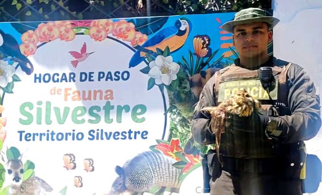 gracias a una llamada verde recibido por la comunidad, alertando sobre la presencia de un Búho Campestre