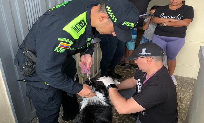 Rescatado canino que fue maltratado por su dueño 