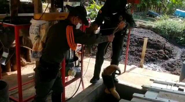 Rescatamos_un_oso_hormiguero_en_el_municipio_del_socorro_2