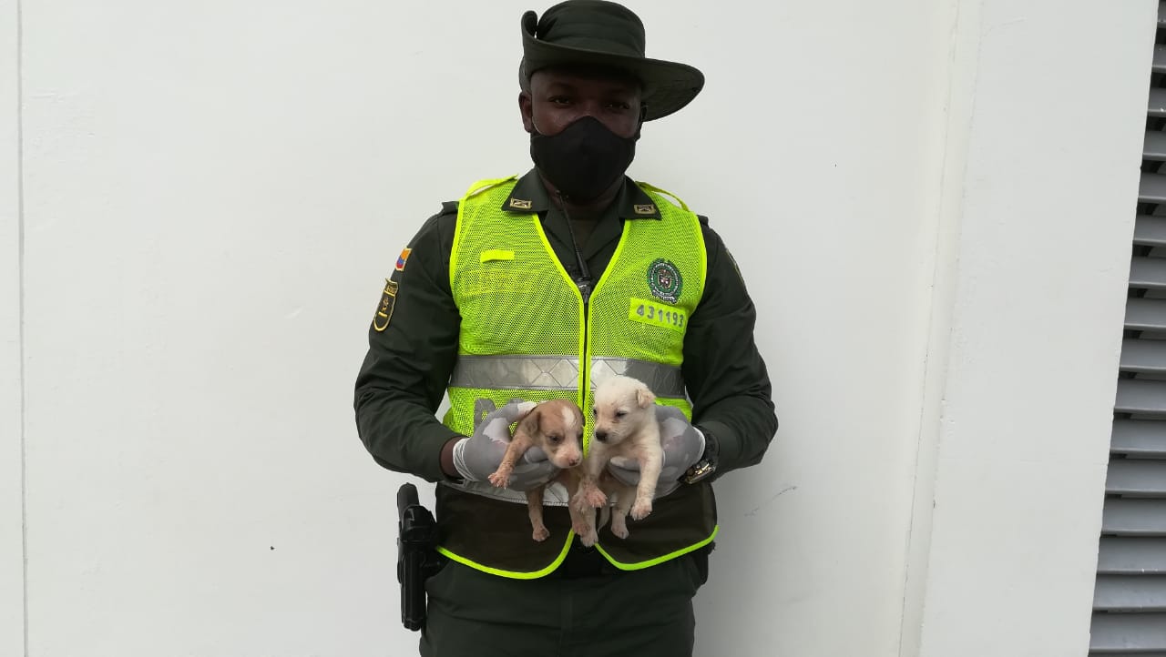 rescatamos-cachorros-en-choco