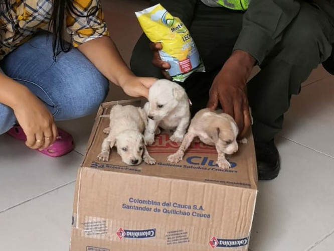 rescatamos-cachorros-en-choco