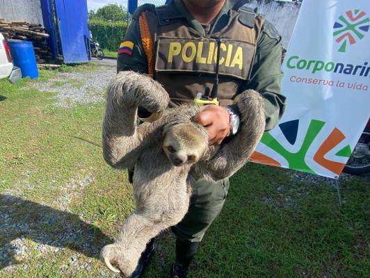 Promueven la protección animal en Nariño 
