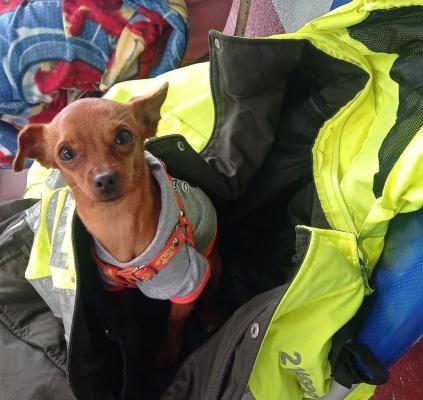 Patrullero de la Policía Tolima conmueve a ciudadanos, rescatando caninos algunos de estos en condición de calle