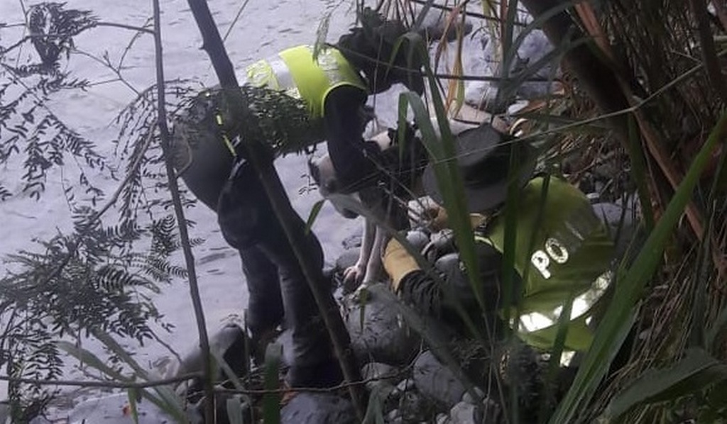 valle-del-cauca-rescate-canino