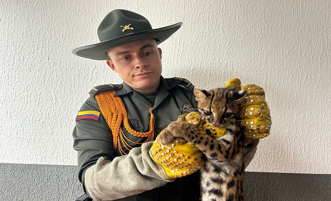 En medio de acciones operacionales y de prevención ejecutadas durante la noche anterior, la Policía Nacional a través de uniformados de la Unidad de Intervención Policial y Antiterrorismo lograron la captura en flagrancia de dos hombres y una mujer por los delitos de fabricación, tráfico o porte de armas de fuego y hurto calificado en el barrio La Reliquia de la capital del departamento del Meta.  La denuncia oportuna de un taxista, quien manifestó haber sido víctima de hurto mediante la modalidad de atraco