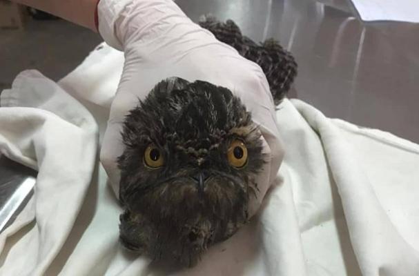 Protegen biodiversidad en Nariño