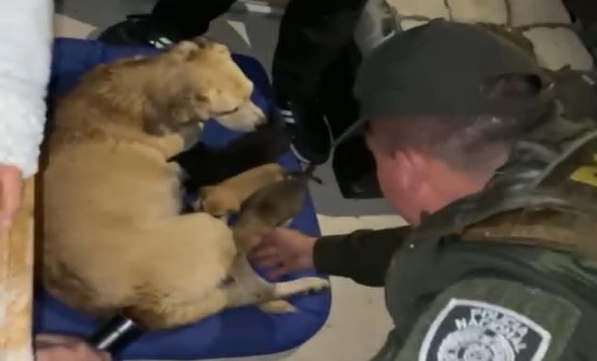 Rescate canina y cachorros