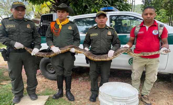 Policia de ambiental del departamento del Tolima logro poner a salvo boa constrictor en el municipio de Melgar