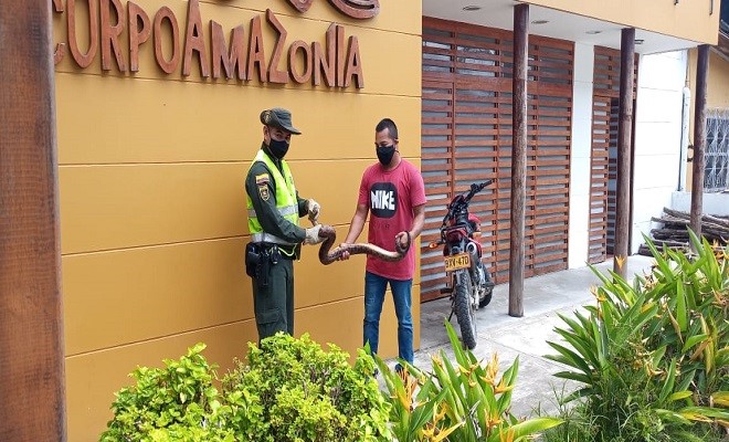 Realizamos el rescate de dos serpientes de la especie boa arcoíris