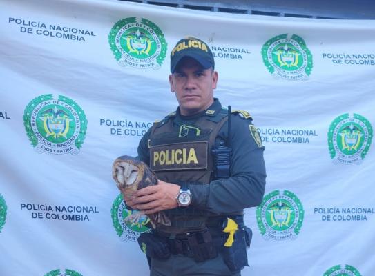 Rescate de una Lechuza