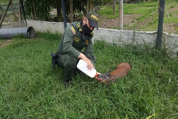 información de la comunidad permitió el rescate del venado