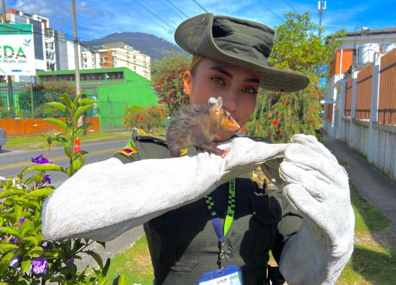 La Policía Nacional continúan desplegando acciones de protección animal 