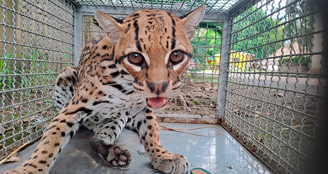 ‘Tigrillo’ (Leopardus tigrinus) 