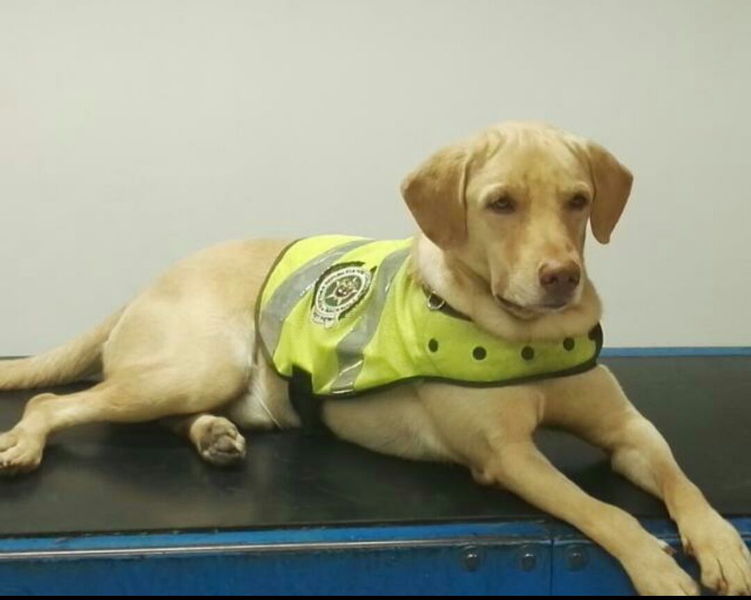 roky canino antidrogas de la metropolitana de Neiva