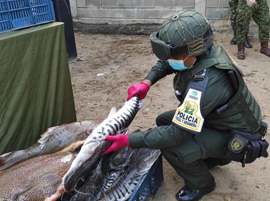 Incautación perecederos Arauca