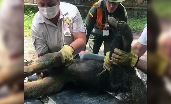 En-el-Meta-promovemos-la-prevención-de-los-crímenes-contra-el-medio ambiente