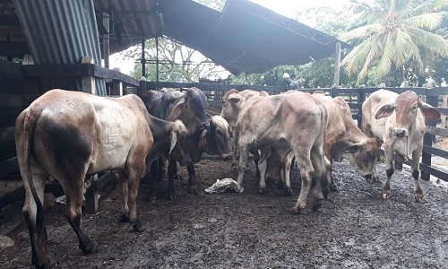 Se logró capturar a cinco personas e incautar dos armas de fuego con munición