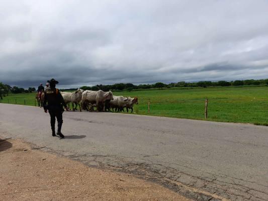 12 semovientes en San Marcos recuperados 